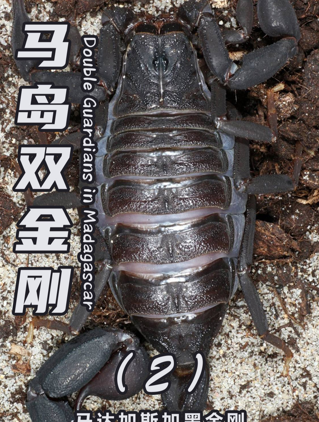 马达加斯加黑金刚2