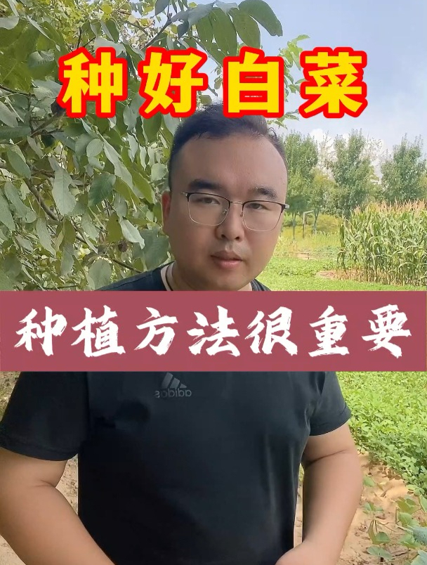 种好白菜种植方法很重要