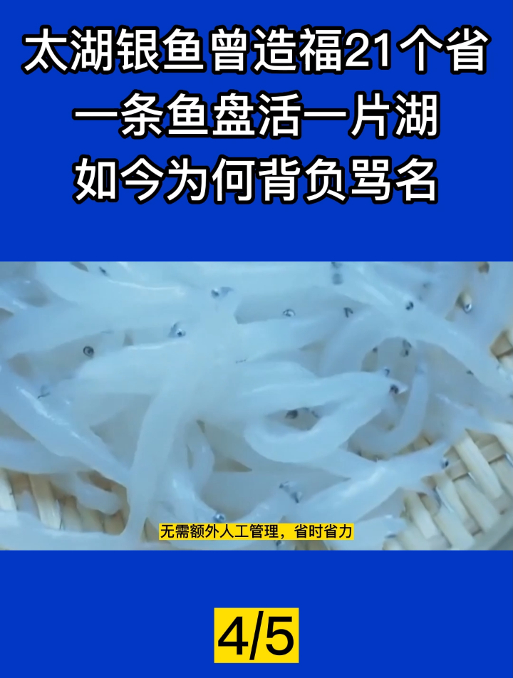 太湖银鱼曾造福21个省,一条鱼盘活一片湖,如今为何背负骂名?4