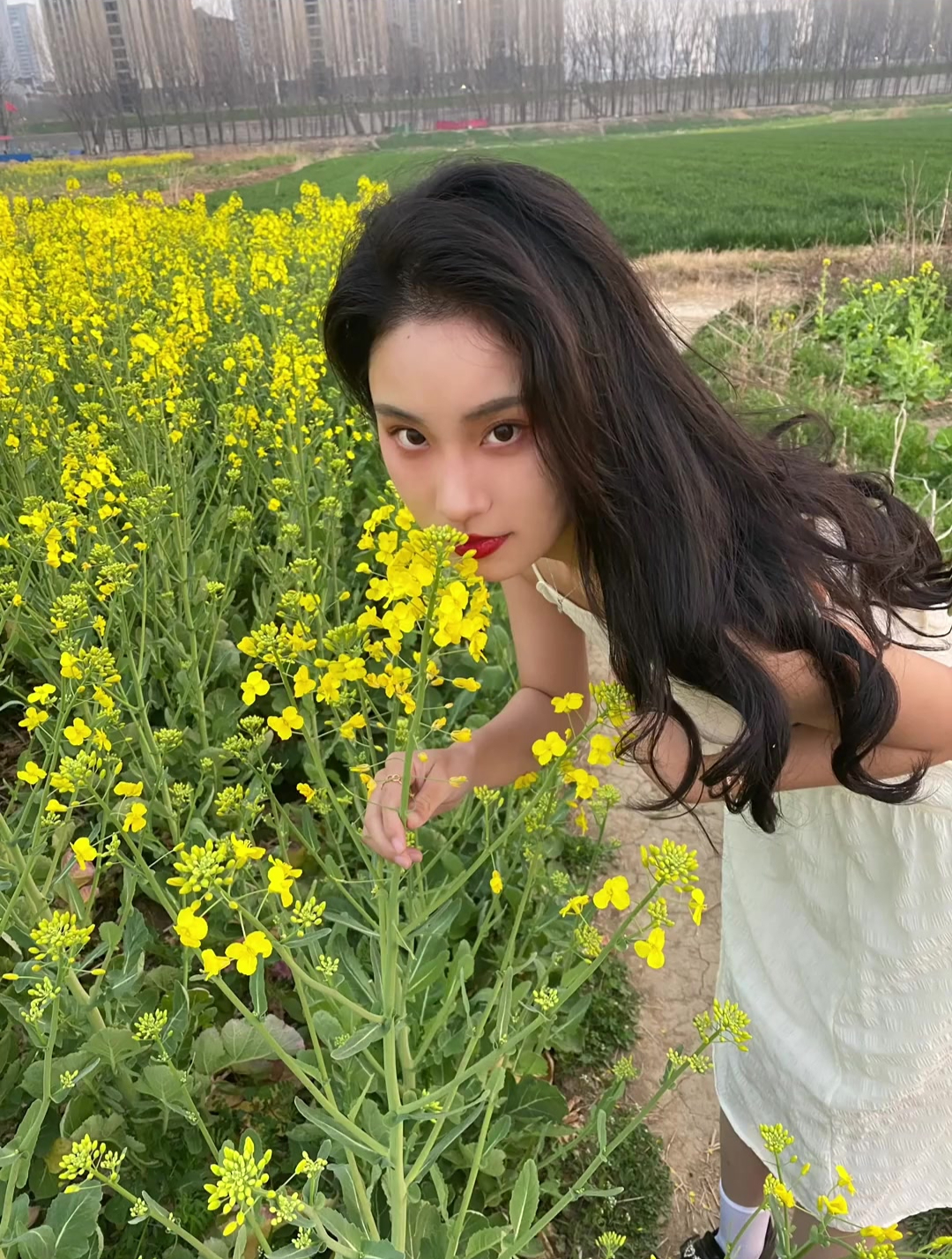 油菜花田的背景图