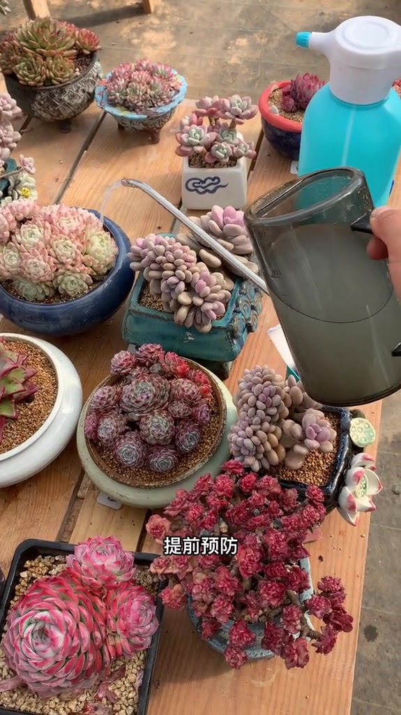 多肉植物怎么养才好看,管理知识干货分享 多肉植物