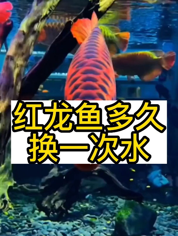 养龙鱼应该多久换一次水?这个养过鱼的人都不一定知道