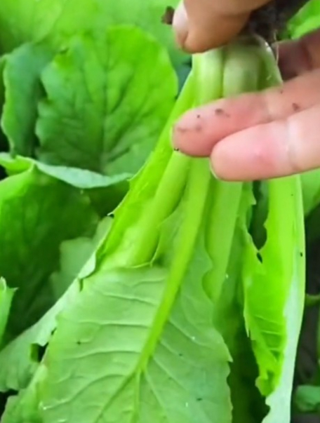 青梗小白菜一年12个月可种植13茬,生长速度快,播种19天就成熟
