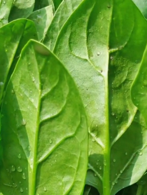 种植大叶菠菜,选对时间和方法,后期长势壮,不黄叶,口感好