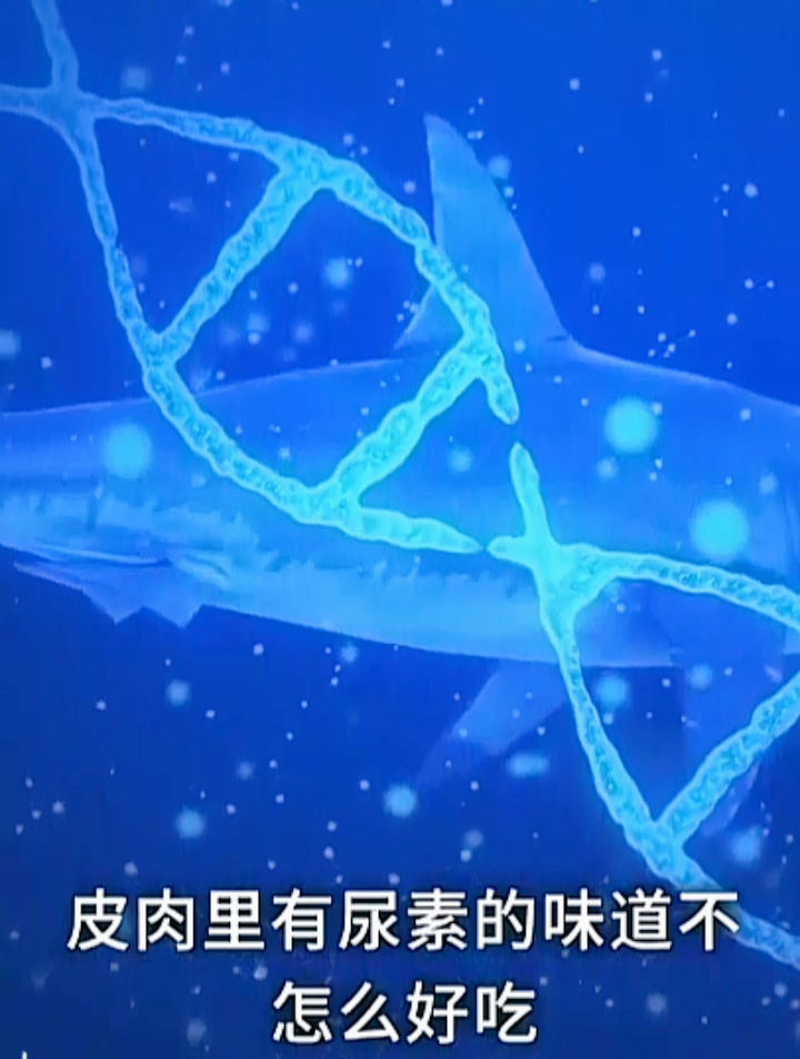 虎鲸吃鲨鱼时,为什么只吃内脏不吃肉 科普小知识