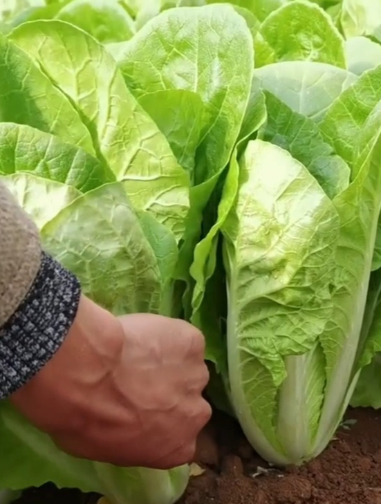 随便一长就是一箩筐的“快菜”,四季都能播种,生吃脆香甜!