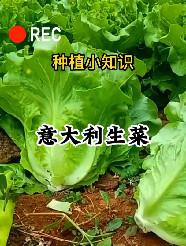 春季想种菜就种这个意大利生菜,种植简单,叶片肥厚,口感脆嫩