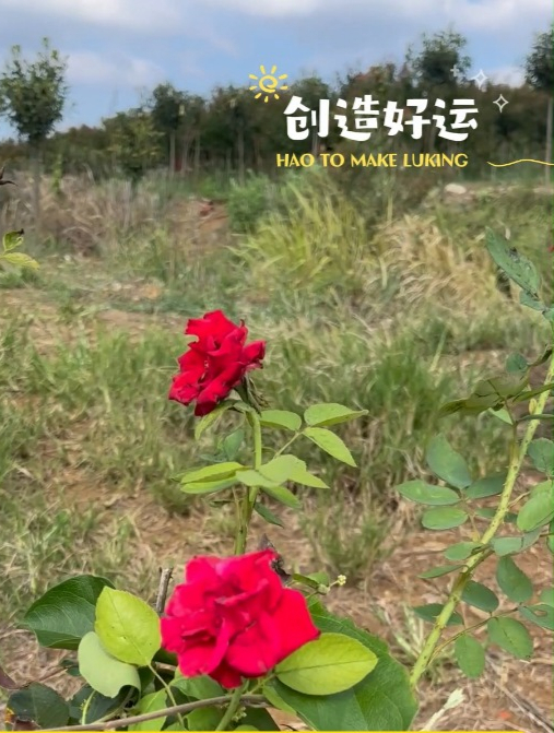 心灵鸡汤生活感悟