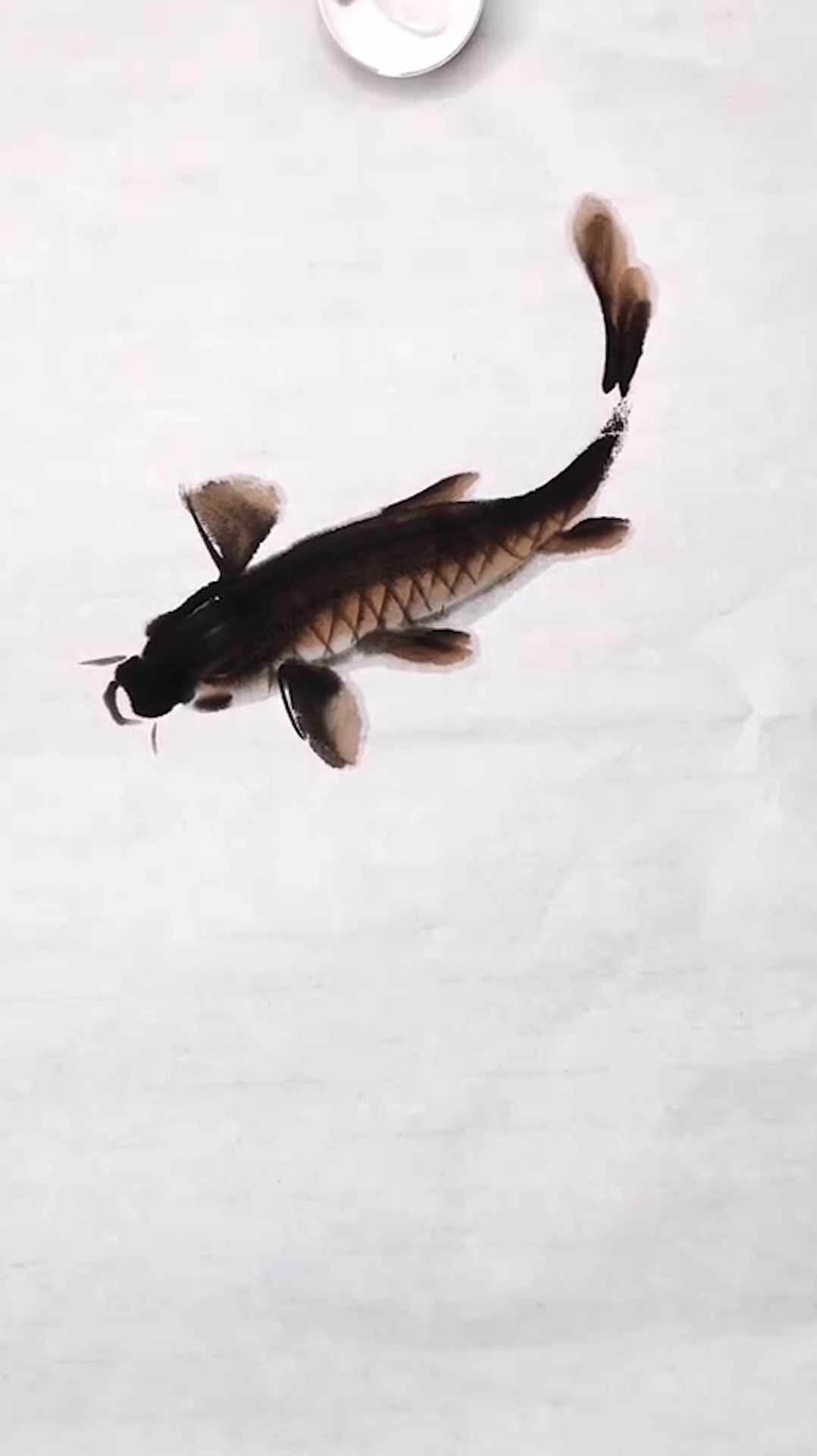 鱼的画法与步骤!