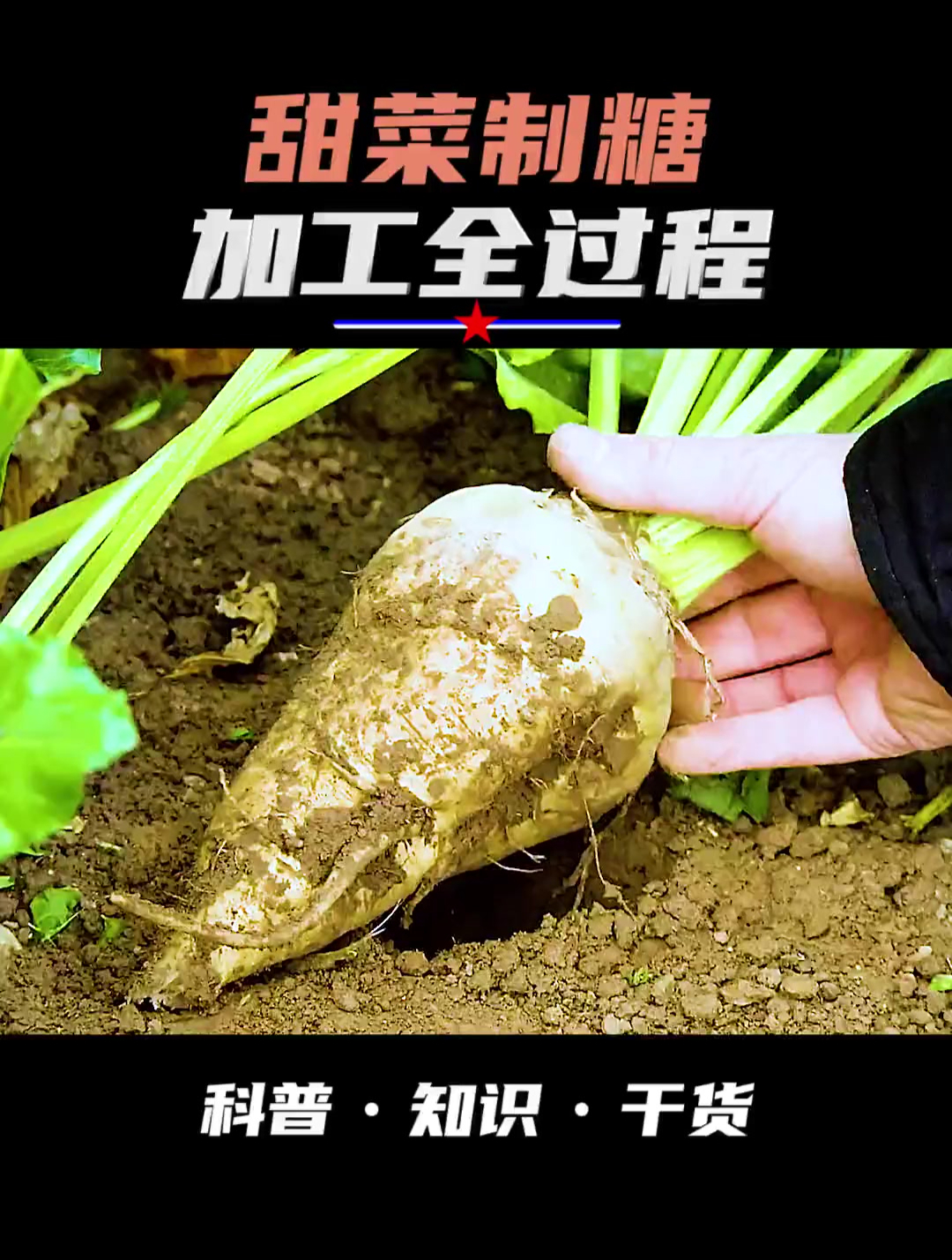 两分钟带你了解甜菜制糖的全过程