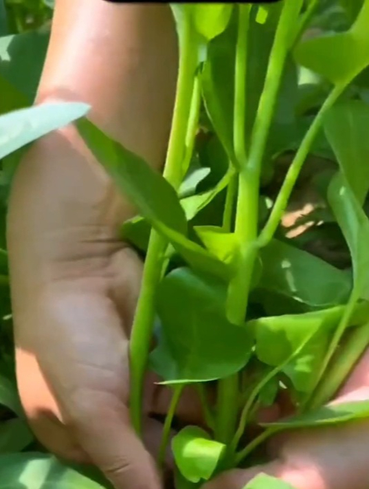 菜农分享空心菜种植“窍门”,长得旺又翠绿,多到吃不完!