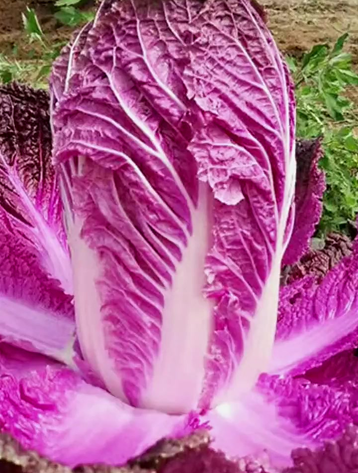 什么菜比牛肉还贵?脆甜鲜香的 紫白菜,营养丰富,耐寒不招虫