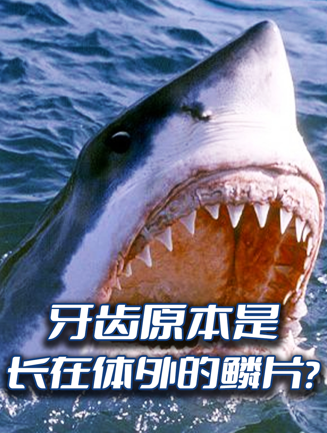 牙齿原本是长在体外的鳞片?