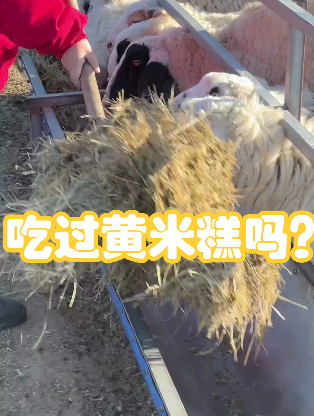 简单的黄米糕,蕴藏着普通人最平实质朴的生活期许