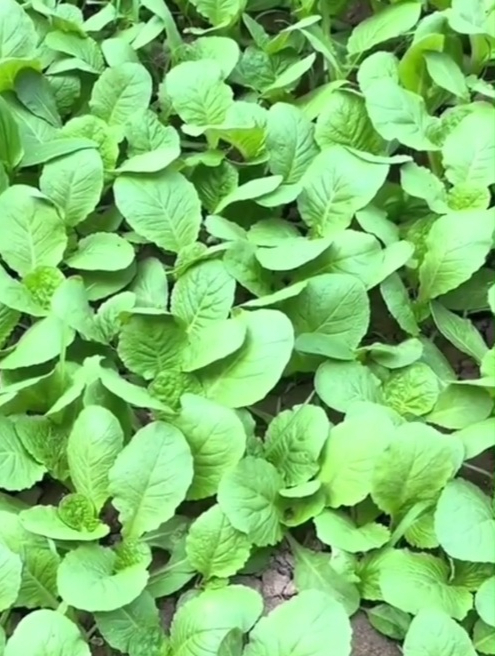 鸡毛菜是什么菜?种一次竟然能吃“一年四季”,反正我不信!