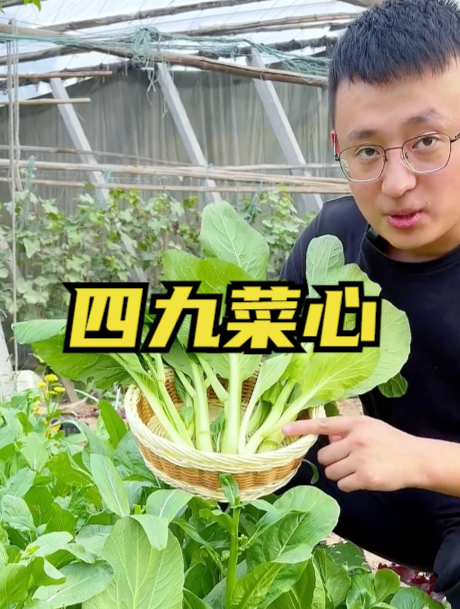 四月到九月都能种植的菜心,耐热耐旱,也叫广东菜心,别错过哦!