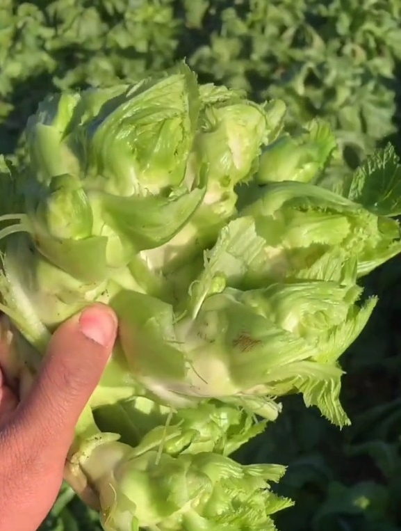 四川儿菜又叫“超生菜”,一年能收3次,靠它发家致富不是问题!