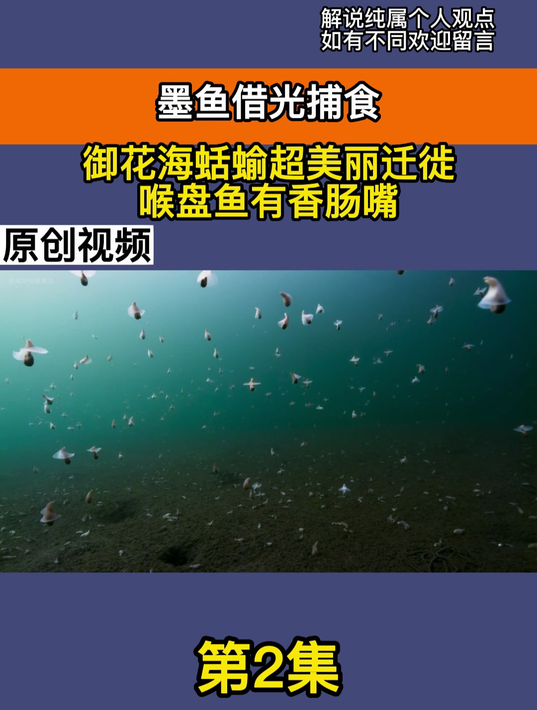 墨鱼借光捕食,御花海蛞蝓超美丽迁徙,喉盘鱼有香肠嘴