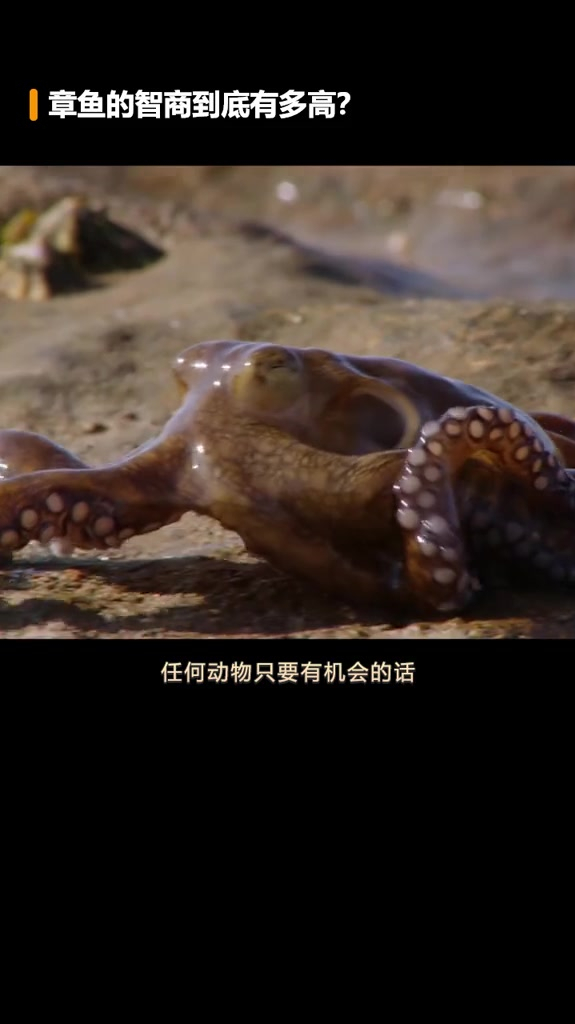 每条触手都具备一个大脑的章鱼到底有多聪明?