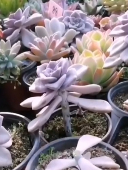 紫乐是一种好养的多肉,一片叶子养爆盆,颜色粉嫩美得不像话!