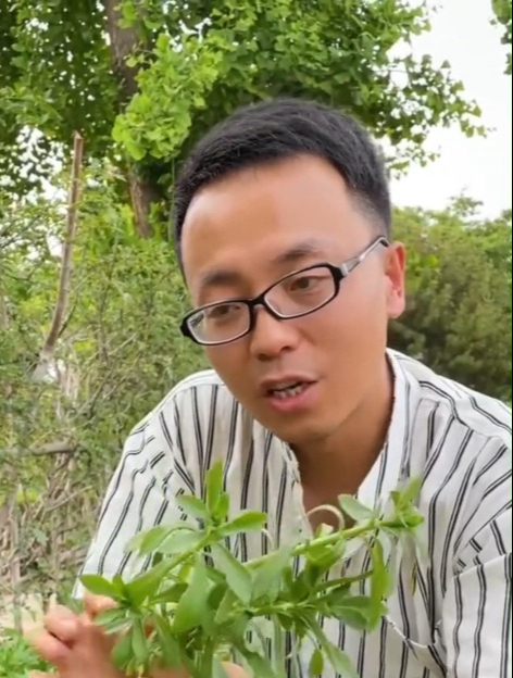 养心菜茎叶嫩口感好,营养丰富,是蔬菜中的“补钙冠军”