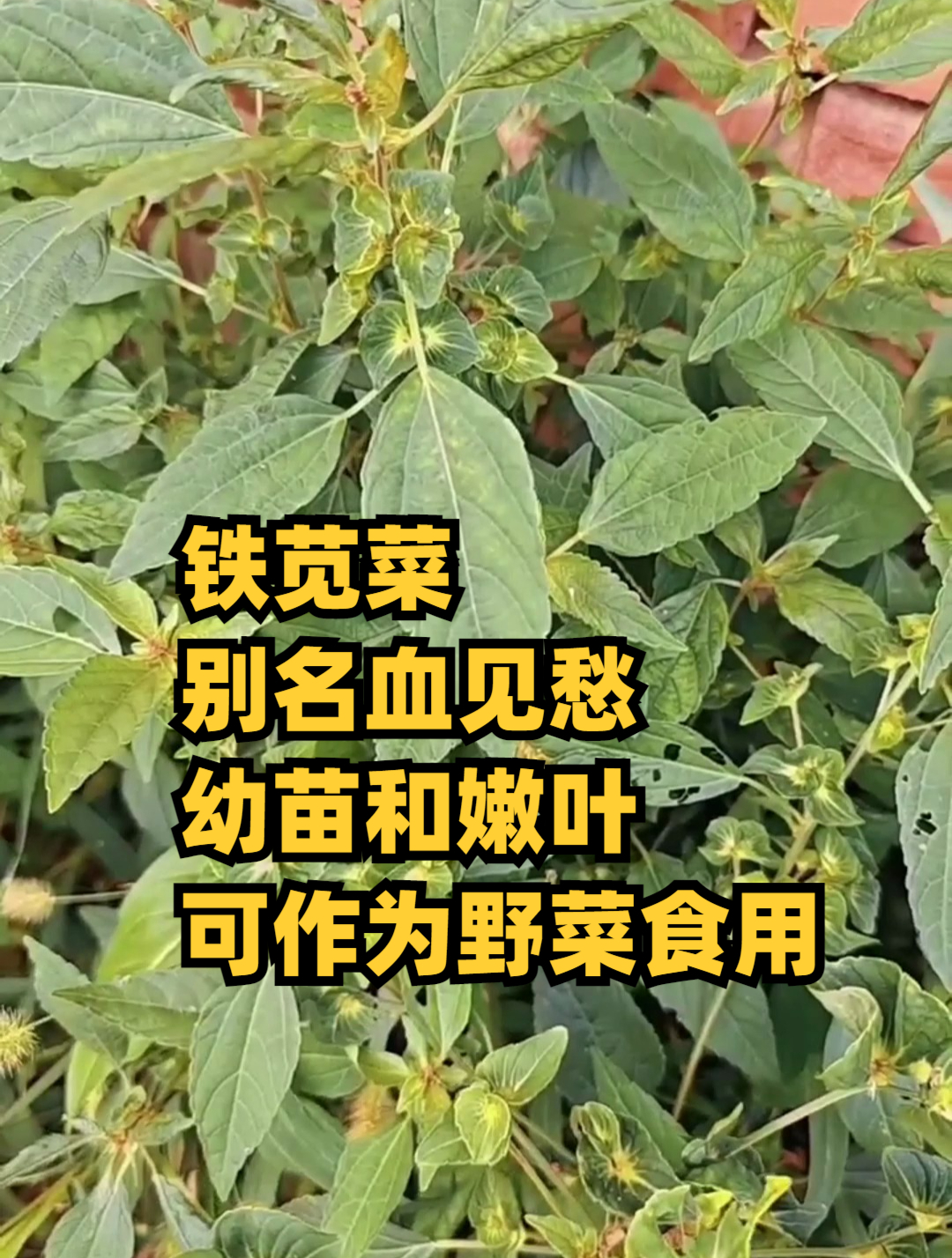 铁苋菜,别名血见愁,幼苗和嫩叶可作为野菜食用
