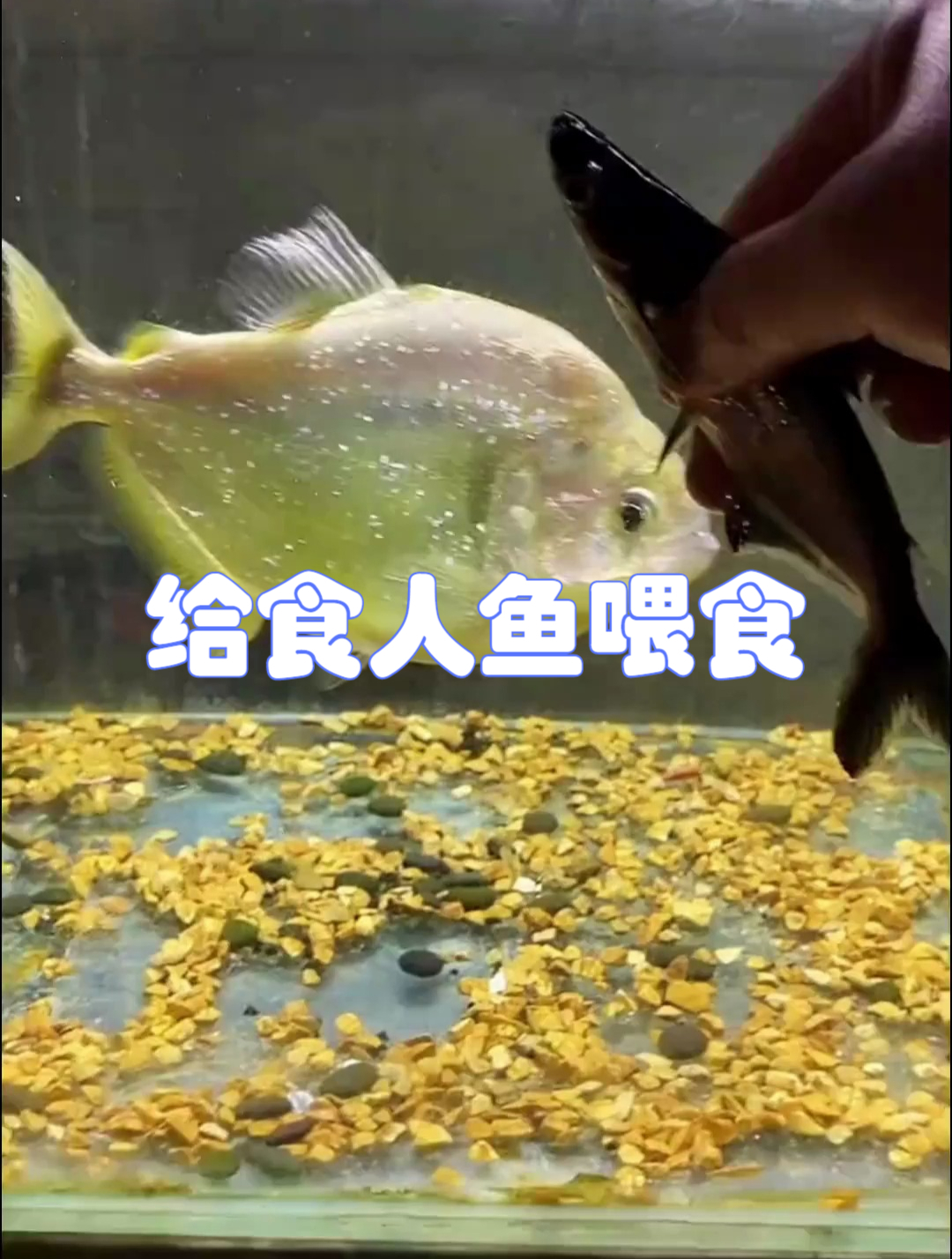 给食人鱼喂个小蓝鲨