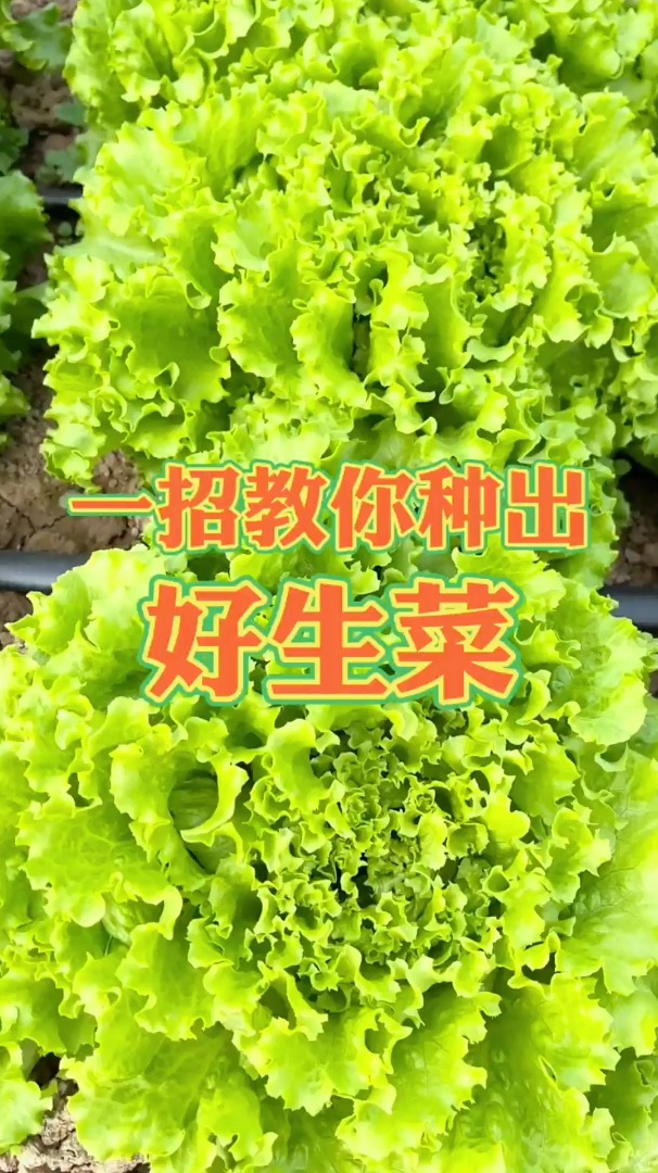 生菜想要出芽快,长得齐,教你一招发芽率达90%以上!