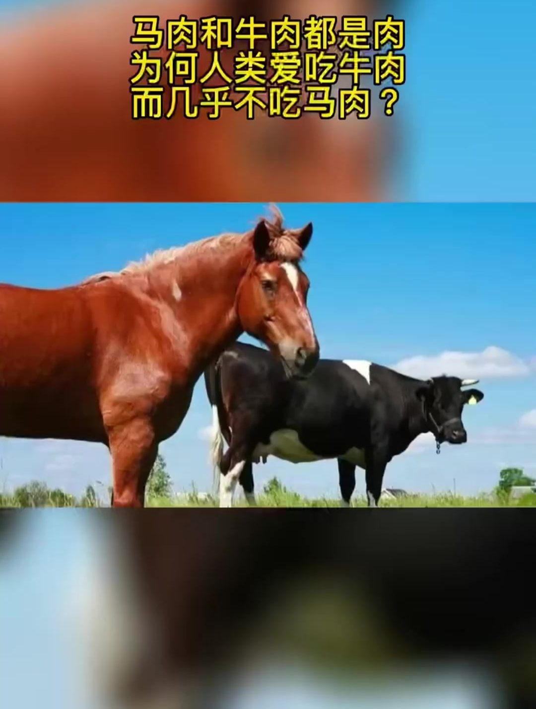 马肉和牛肉都是肉,为何人类爱吃牛肉,而几乎不吃马肉?