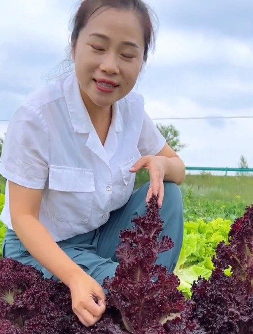 新手一看就会的“紫叶生菜”种植方法,真是神奇的种菜法!