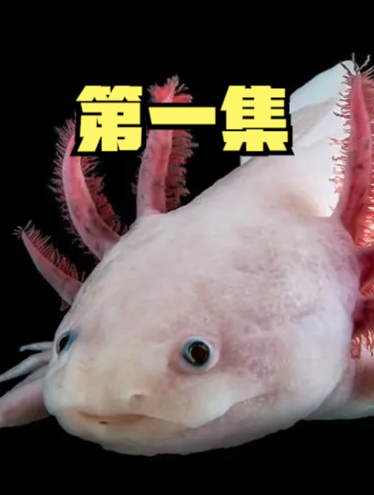 农村惊现无鳃怪鱼,站着走路能爬树吃叶子,专家调查被鱼跟踪?