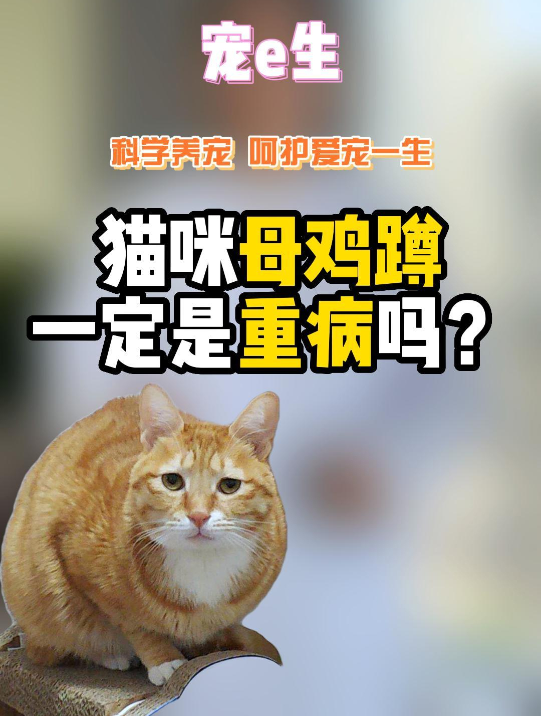 许医生猫咪母鸡蹲