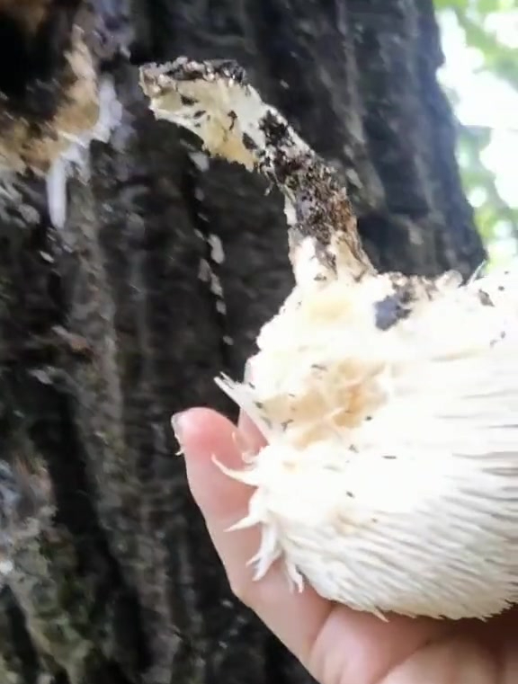 猴头菇,煲汤煮粥炒菜,关键价格还实惠 优质农产品