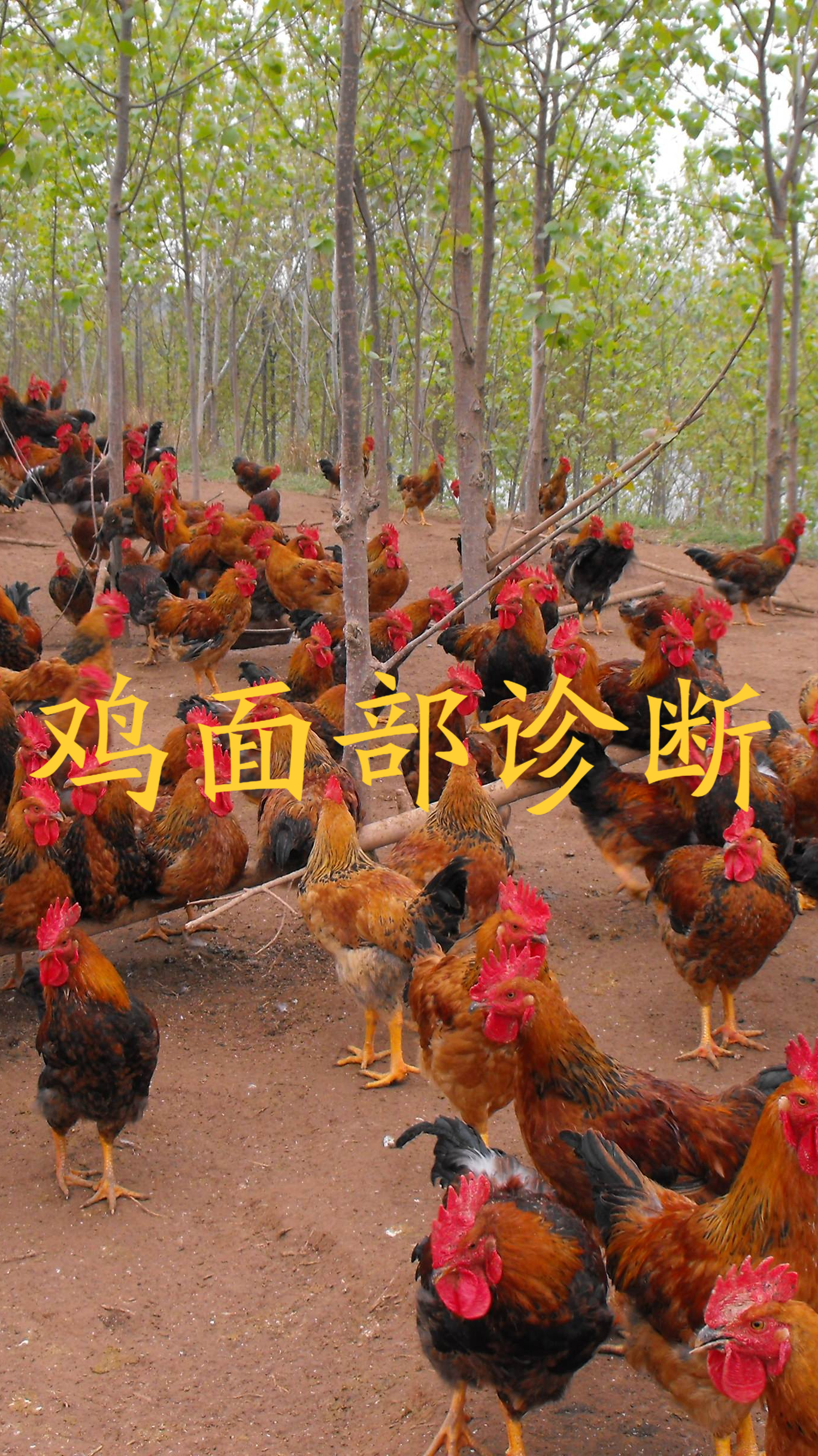 鸡面部症状症状代表什么病,你知道吗?分享养鸡知识帮忙解决问题