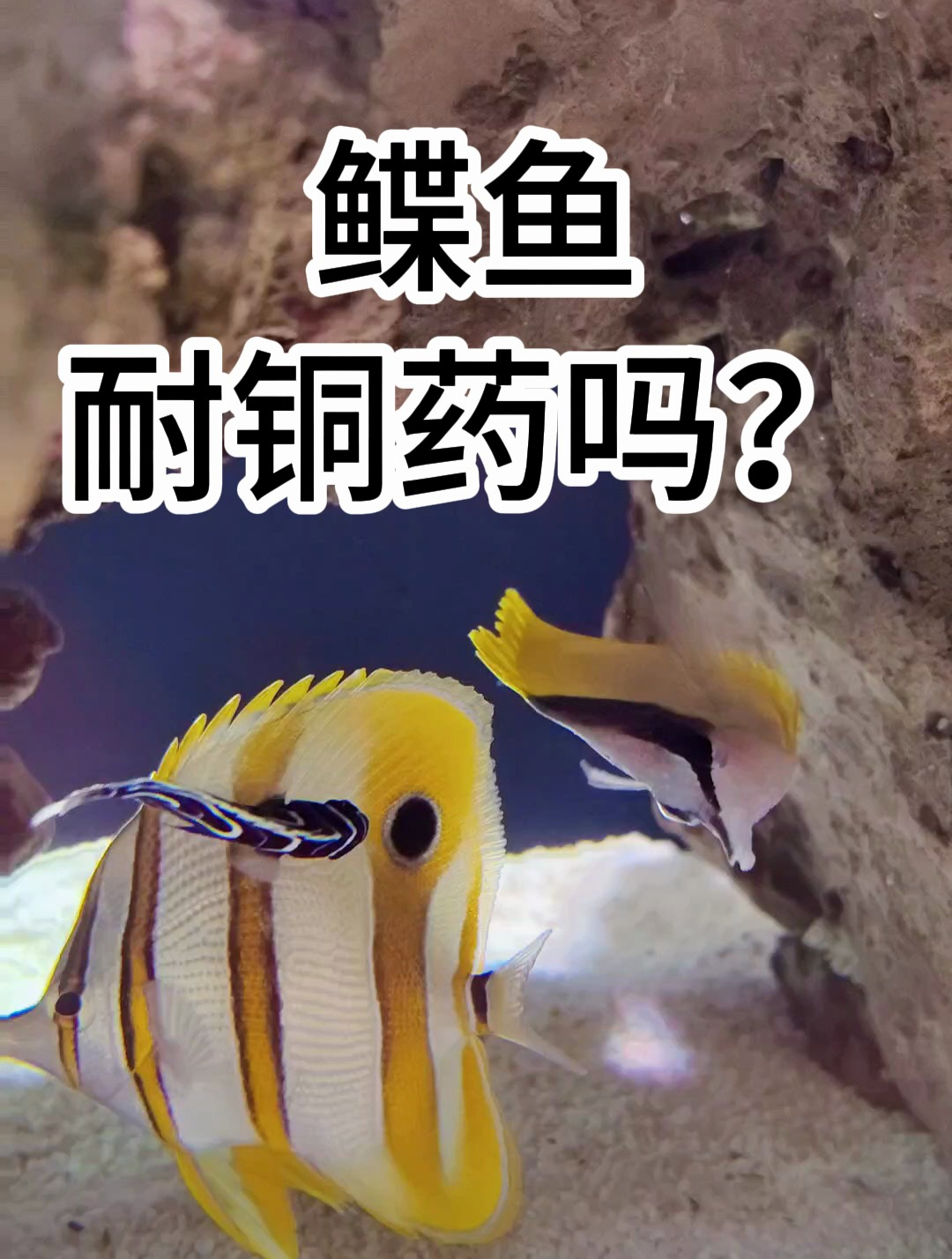 黄火箭好养吗?白点了怎么办?蝶鱼三间火箭可以用铜药吗?