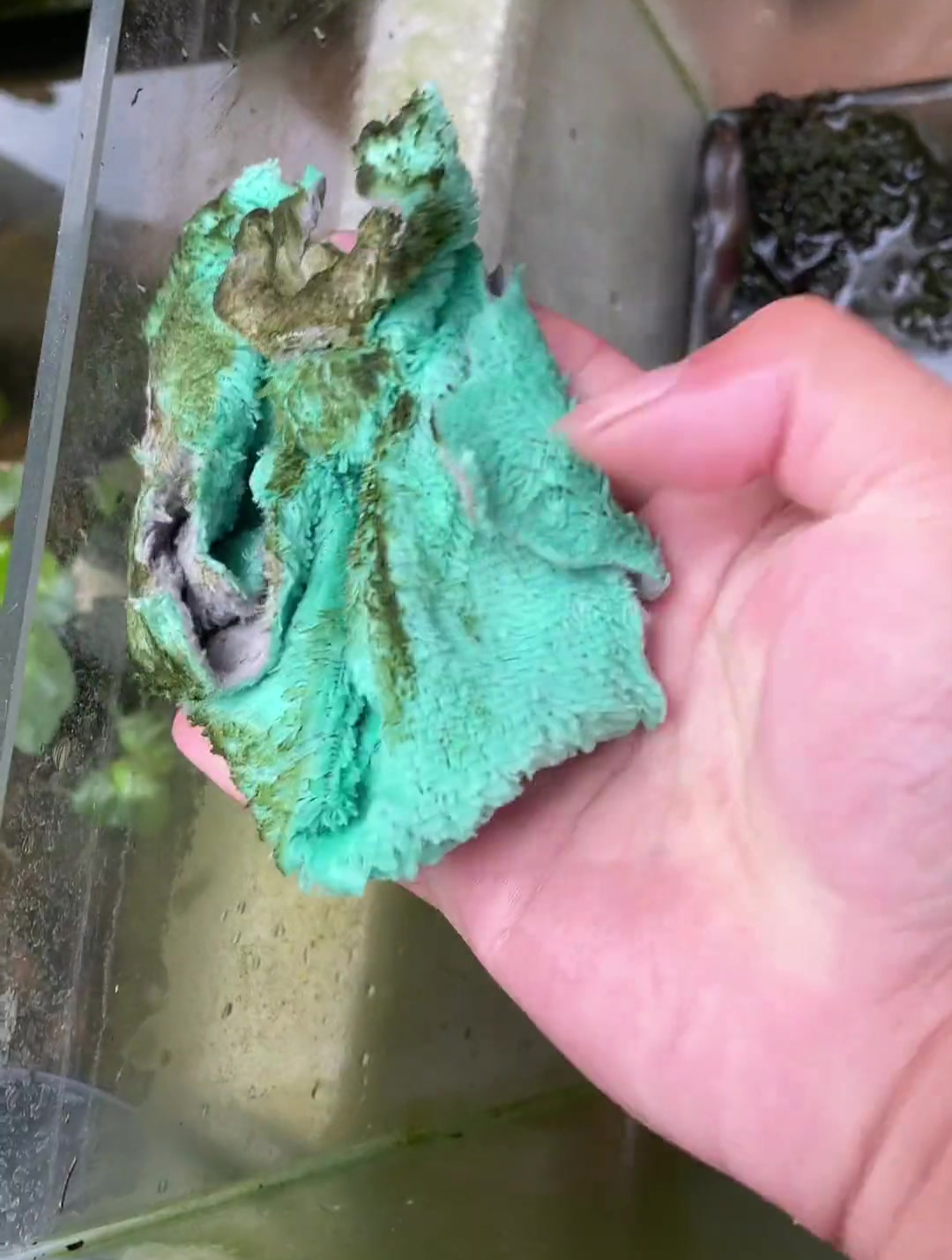 鱼缸一个月没有清洗,鱼都看不清了,今天来清理一下