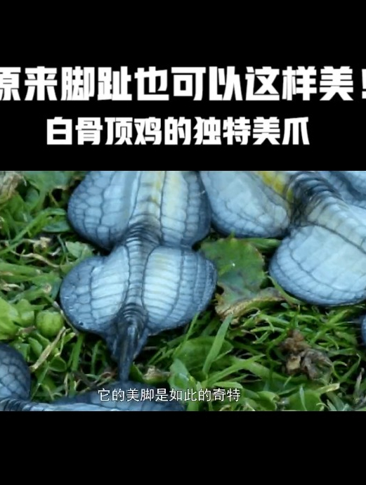 原来脚趾也可以这么美!独特而漂亮的美爪!白骨顶鸡