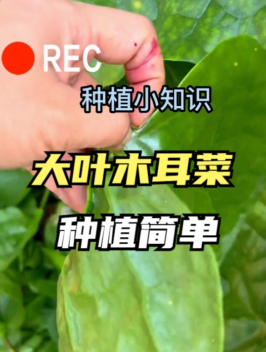 既可观赏也可入药的木耳菜,木耳一般清脆爽口,常吃美容养颜!