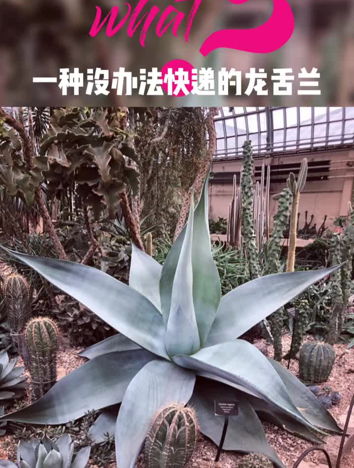 这是一种没办法快递的龙舌兰龙舌兰多肉植物沙生植物造景