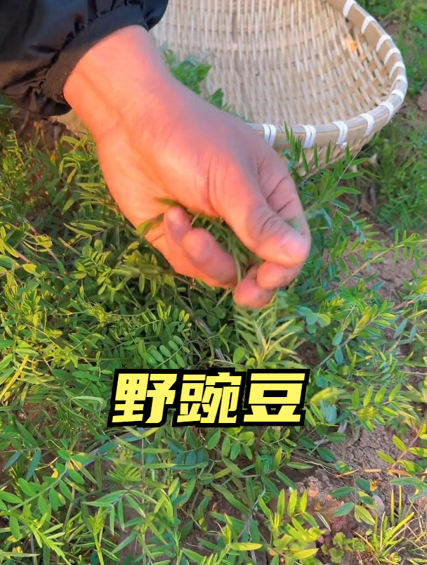 农村常见的小巢菜又叫野豌豆,原来价值这么高
