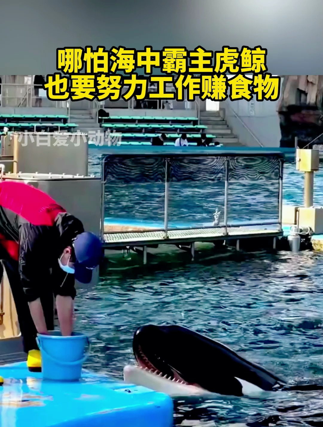 虎鲸也是需要工作才能获取食物的,努力工作的样子最可爱了