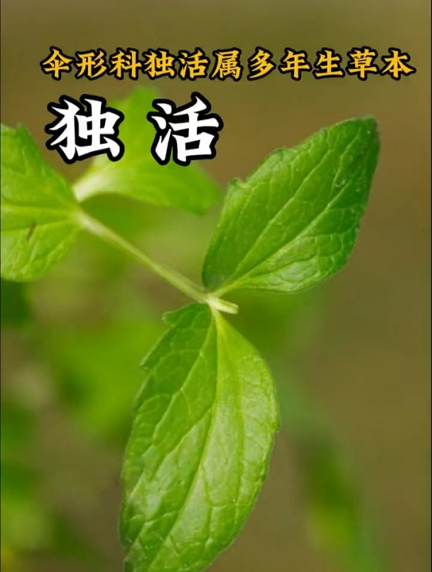 独活,这么独特的名字也是一位草药,你知道为什么叫独活吗?