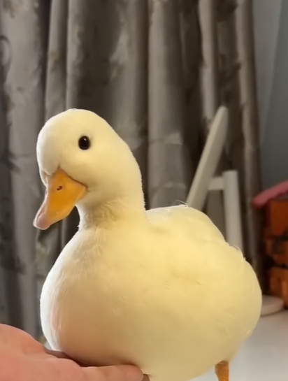 别人家的奇特宠物 柯尔鸭可以吃吗?