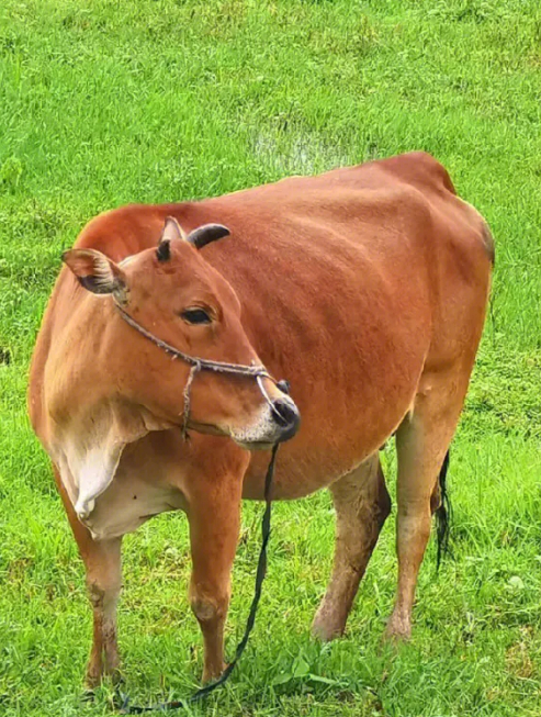 属牛的朋友,静下心来读懂这段话