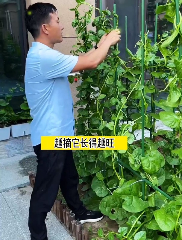 婆婆种的木耳菜长得太好了,老公只能搭个架子,避免到处爬