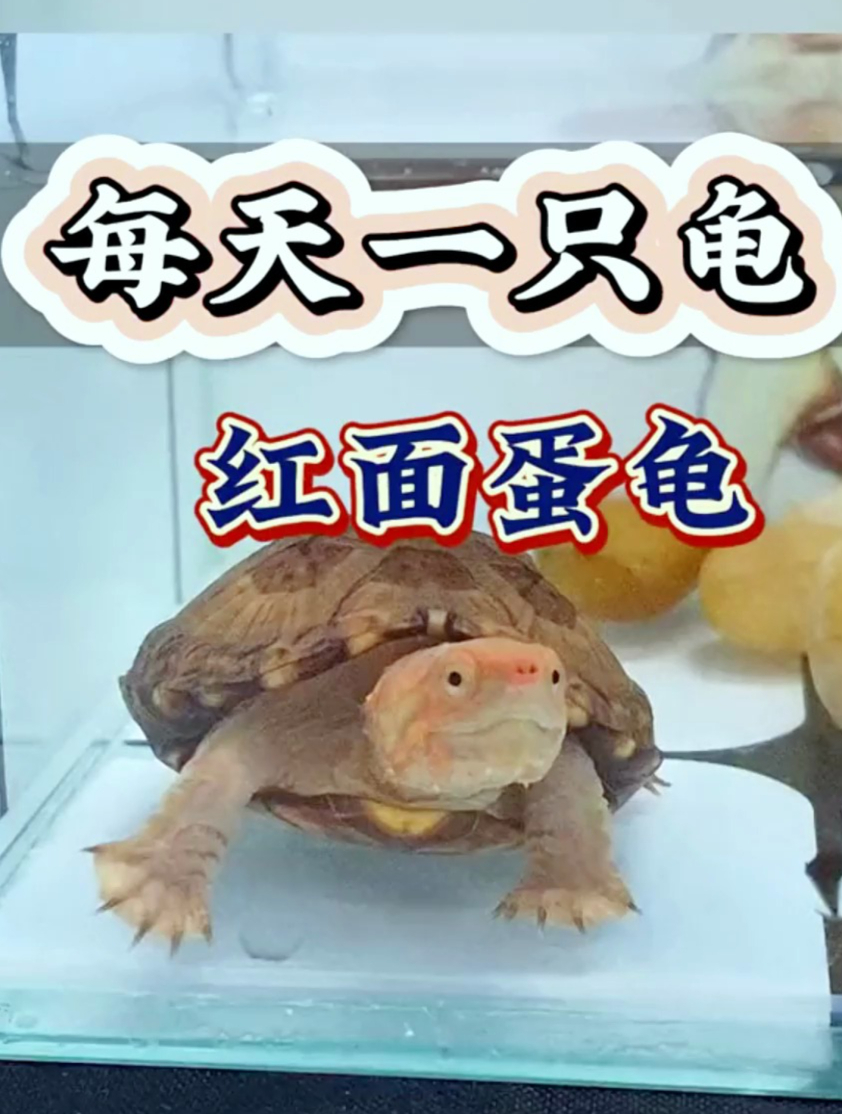 你认识红面蛋龟吗?新时代下一颗冉冉升起的红头大明星!