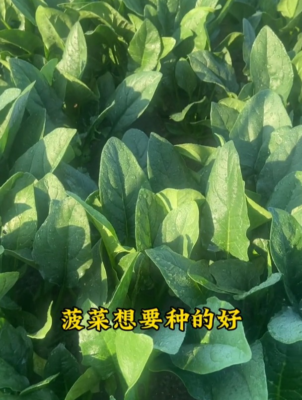 大叶菠菜,比趴地菠菜更耐寒