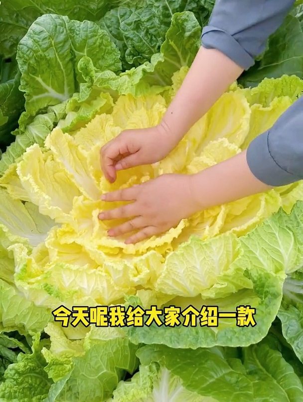 秋季种植黄心白菜,涮火锅少了它就没有灵魂,这种种植方法很简单