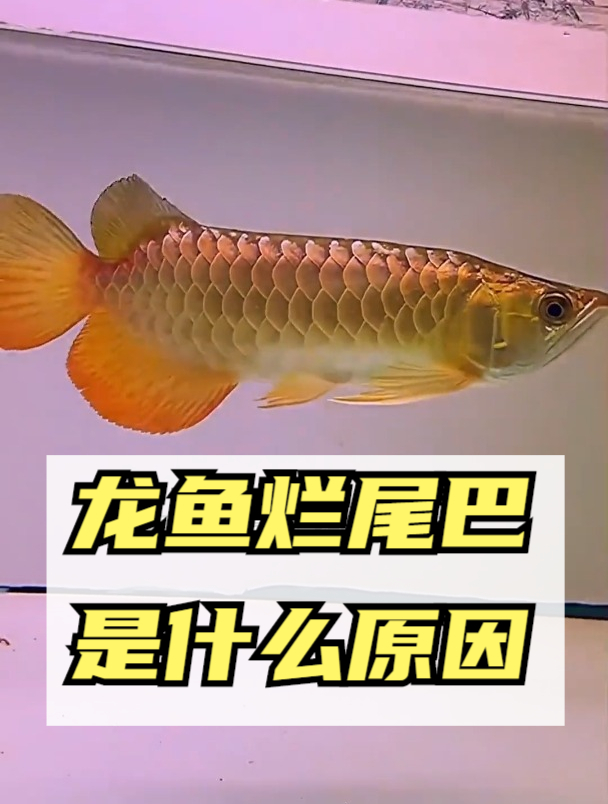 龙鱼烂尾巴是什么原因?应该怎么处理!