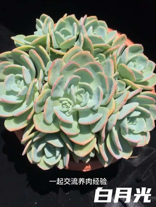多肉植物白月光,一天带你认识一个品种